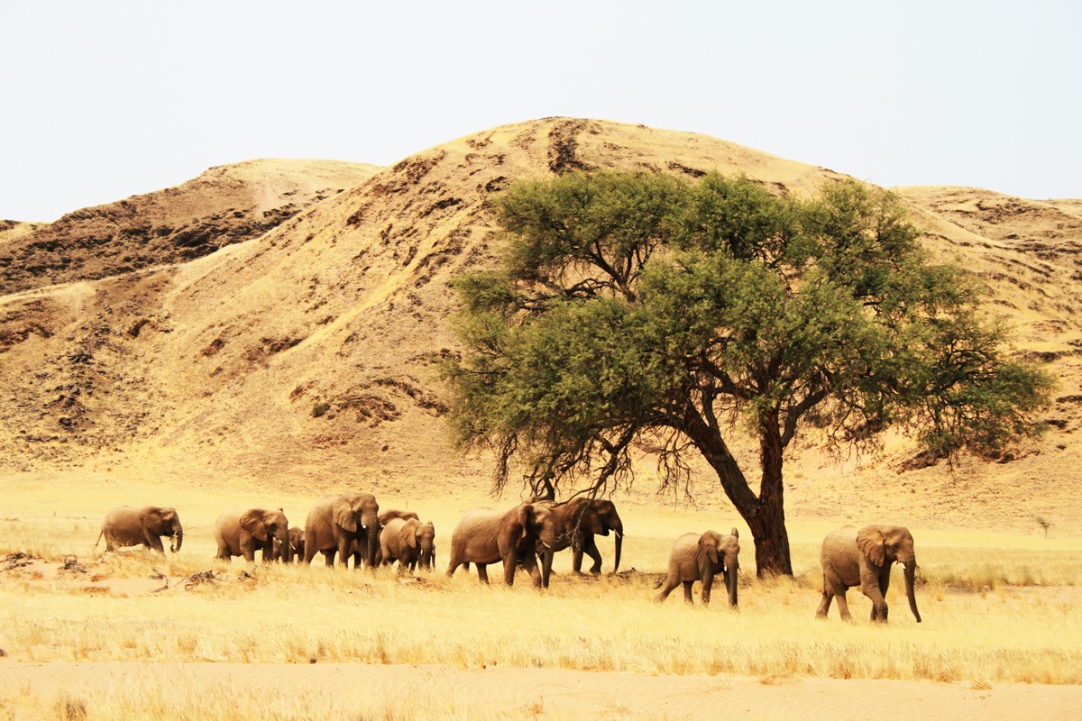 Observation des éléphants et des lions du désert, Namibie