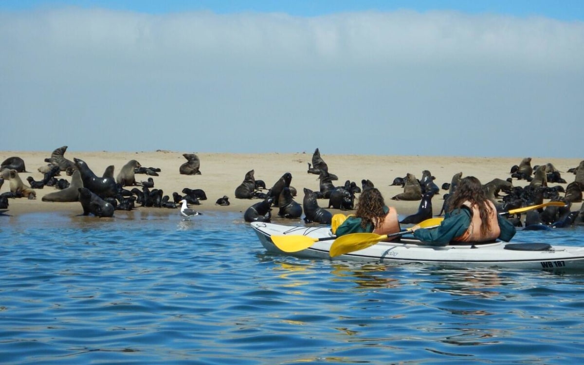 Sortie en kayak pour observer les phoques, Namibie