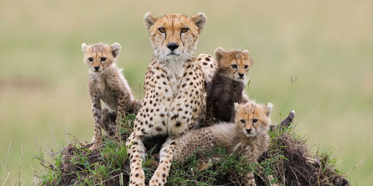 Visite du Cheetah Conservation Fund, Namibie