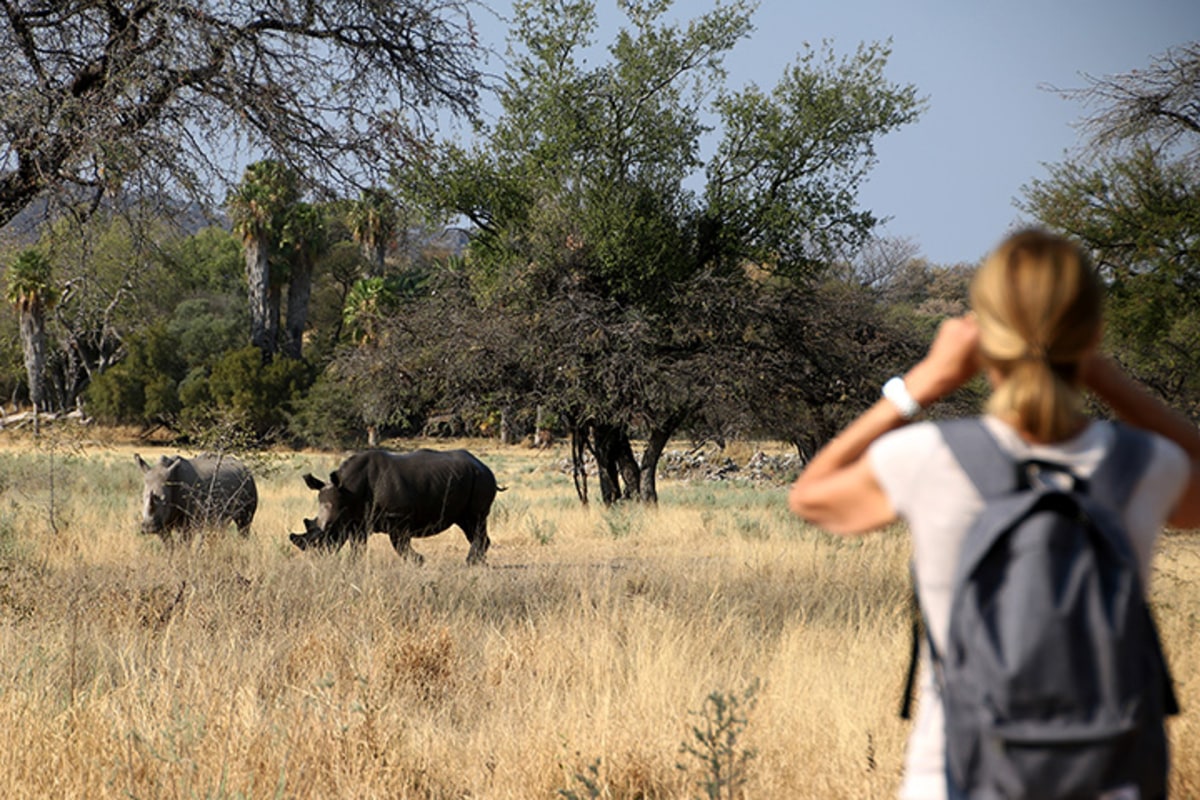 Observation des rhinocéros dans la réserve de Ghaub, Namibie