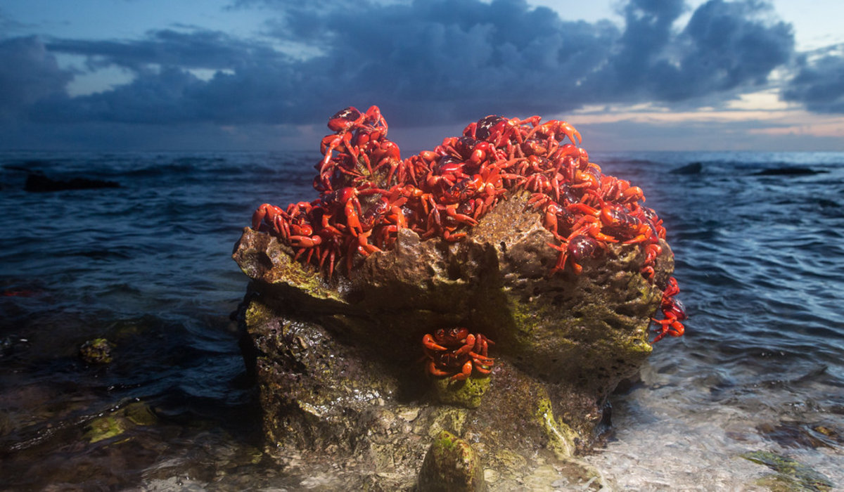 Assistez à l'incroyable migration des crabes rouges sur l'Île Christmas, Australie