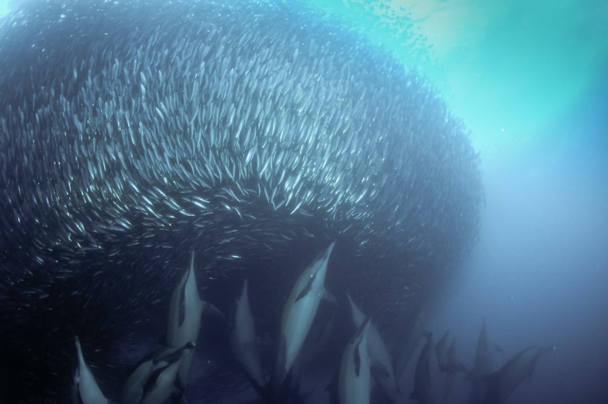 Assistez à la grande migration des sardines en Afrique du Sud, Afrique du Sud