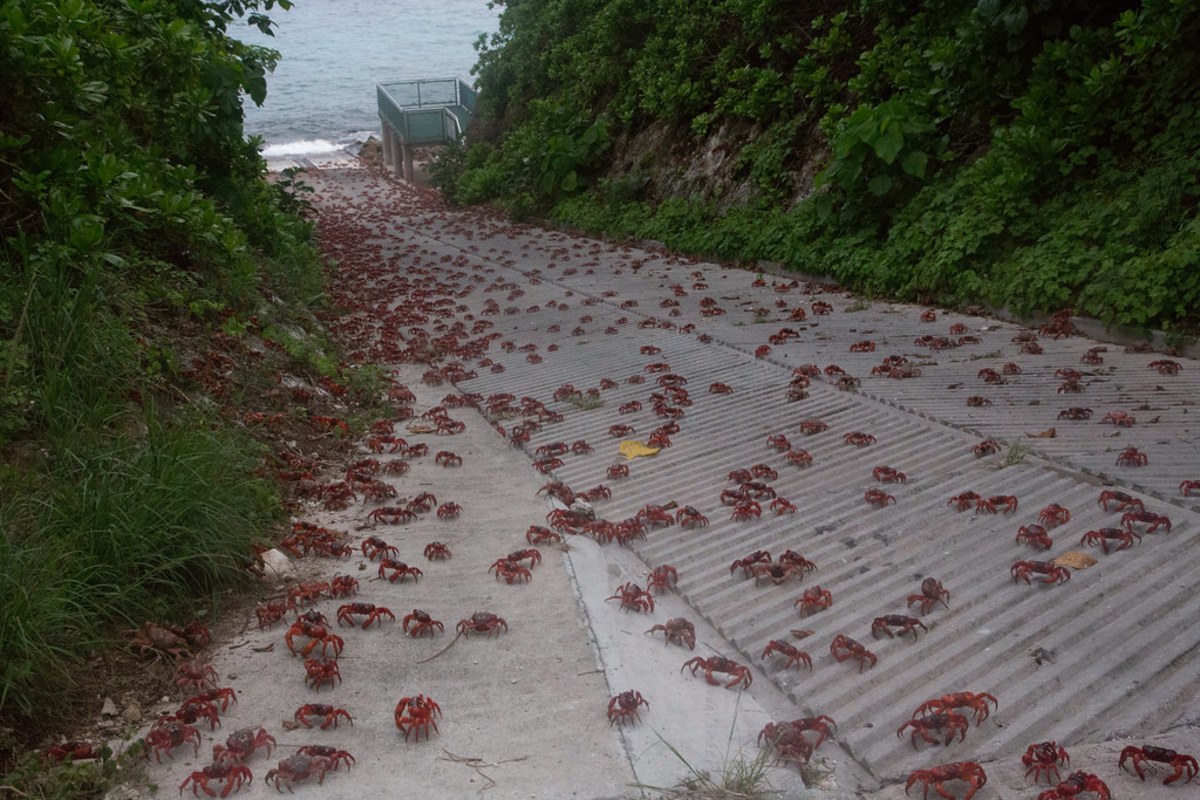 Assistez à l'impressionante migration de crabes rouges à Cuba, Cuba