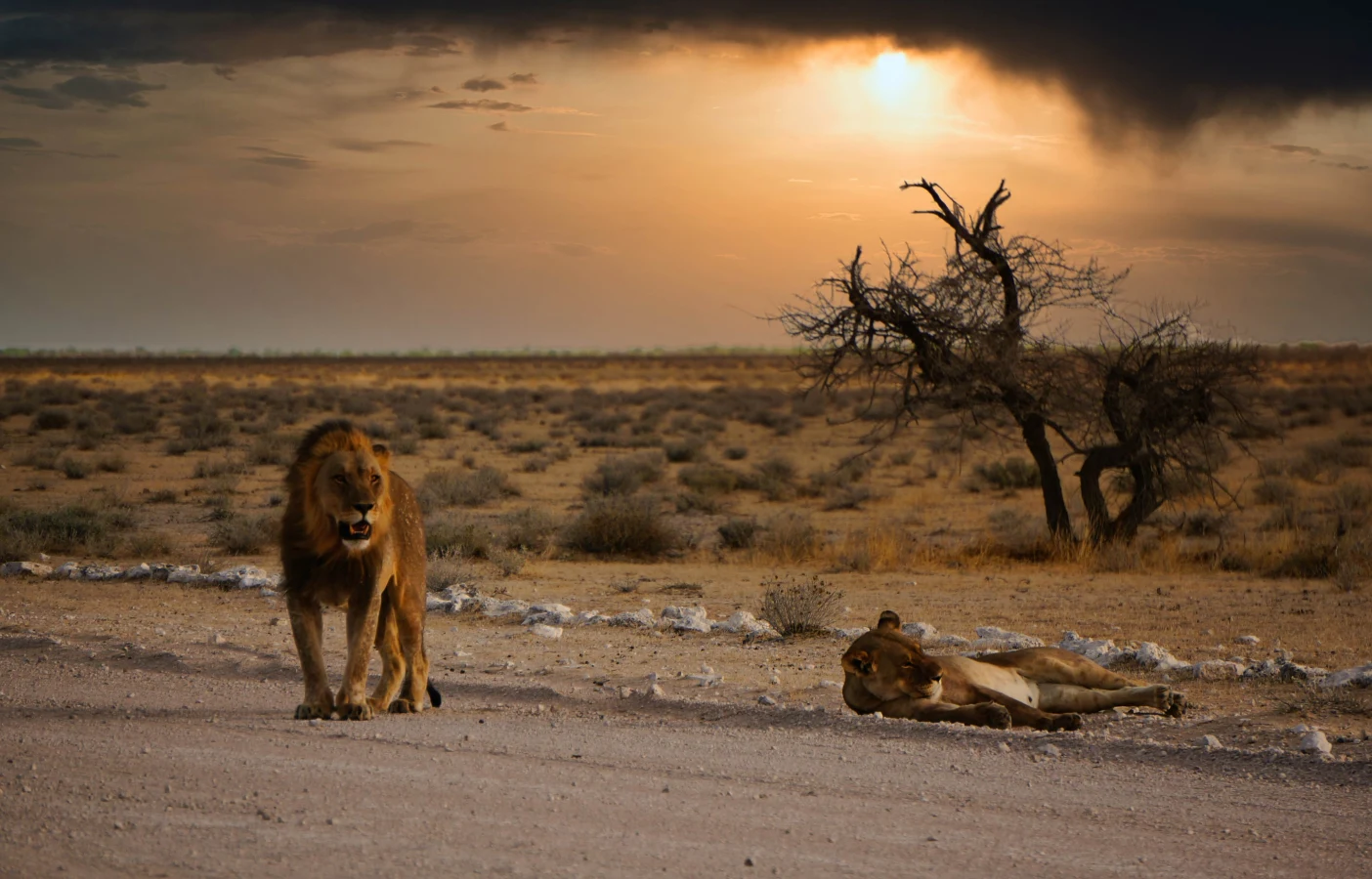 Sur les traces des animaux sauvages de Namibie