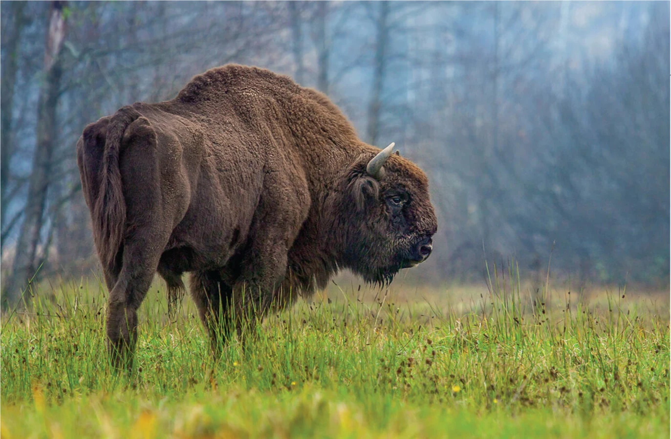 Forêt de Bialowieza, Pologne, Biélorussie