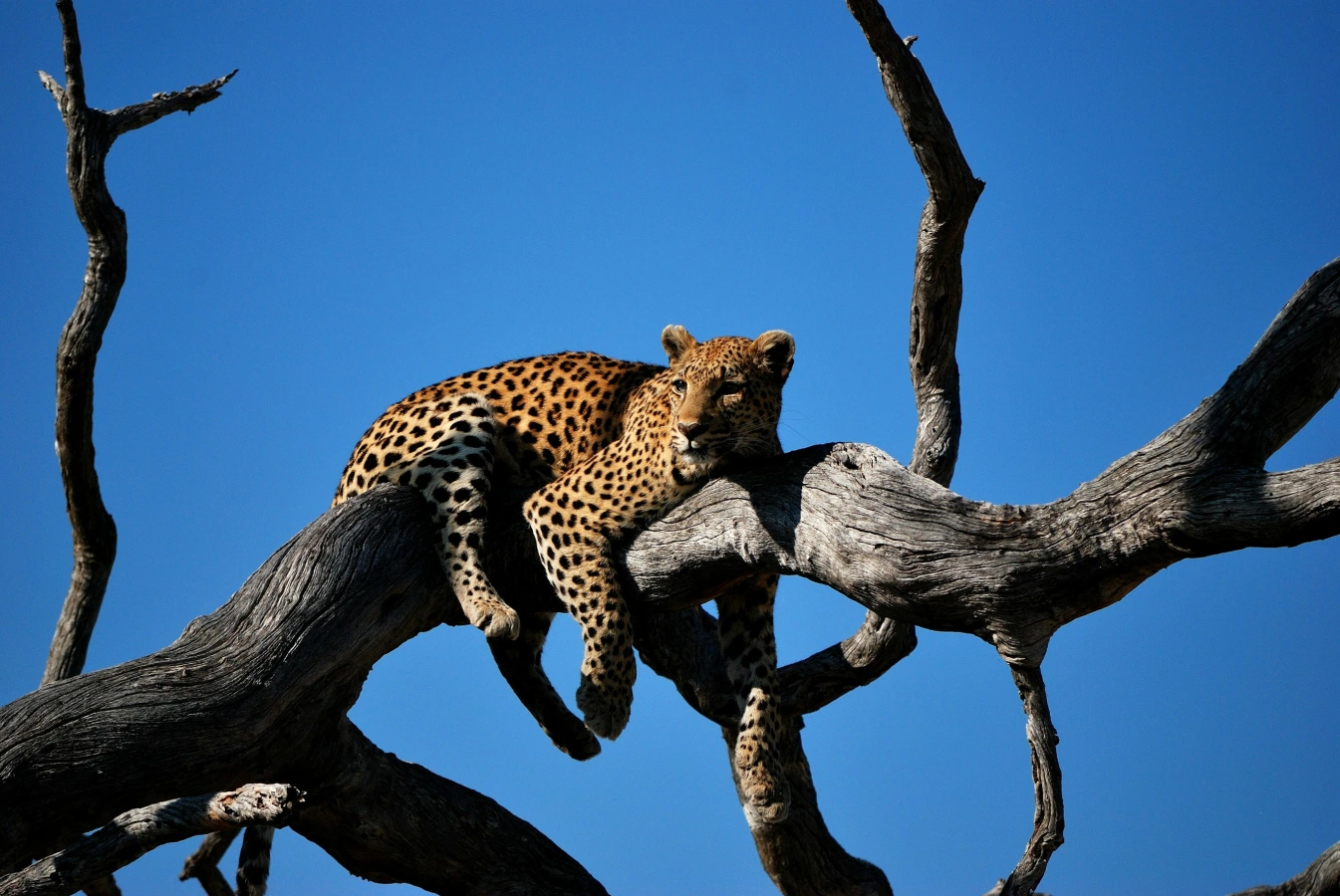 Safari Namibie & Botswana : rencontre avec la faune africaine 