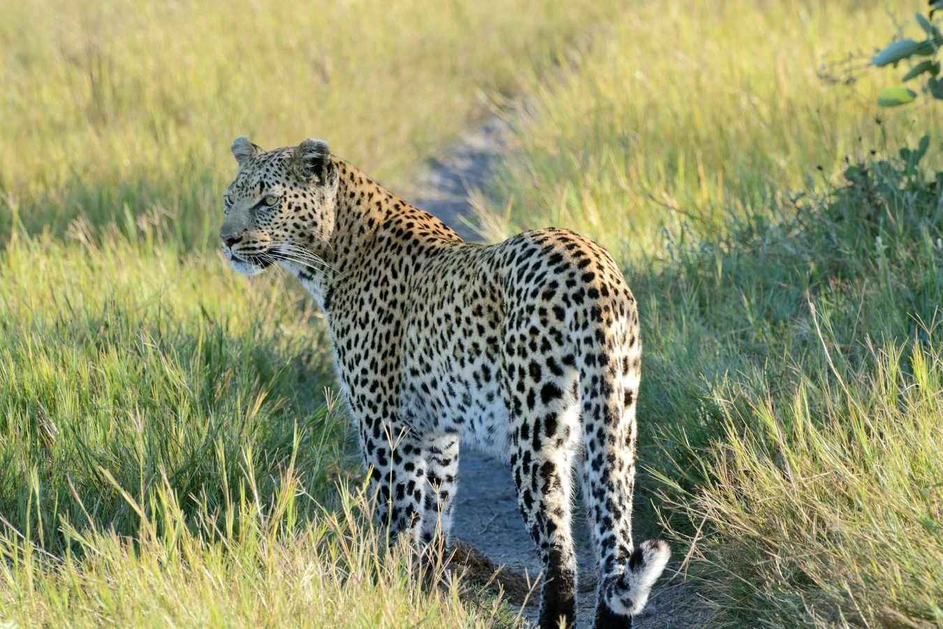 Circuit Namibie & Chutes Victoria : immersion dans la nature sauvage