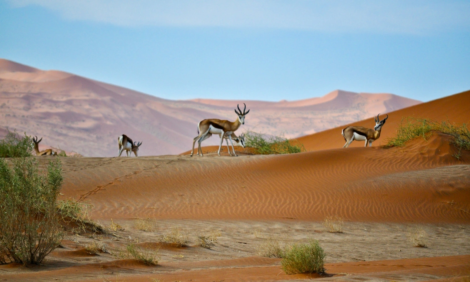 Circuit Namibie, Botswana & Afrique du Sud : du désert aux savanes