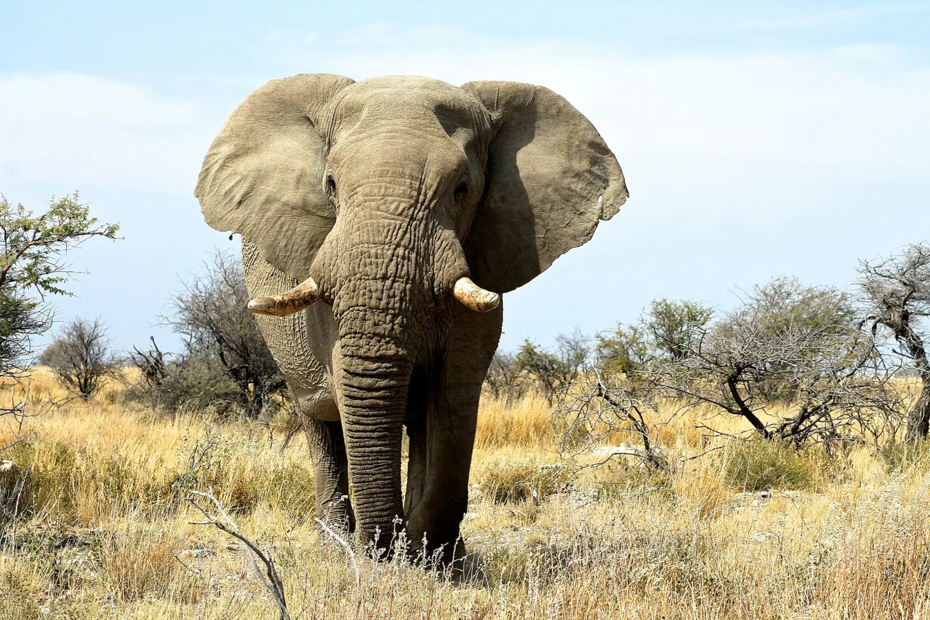 Voyage en Namibie en famille : découverte de la faune africaine en famille