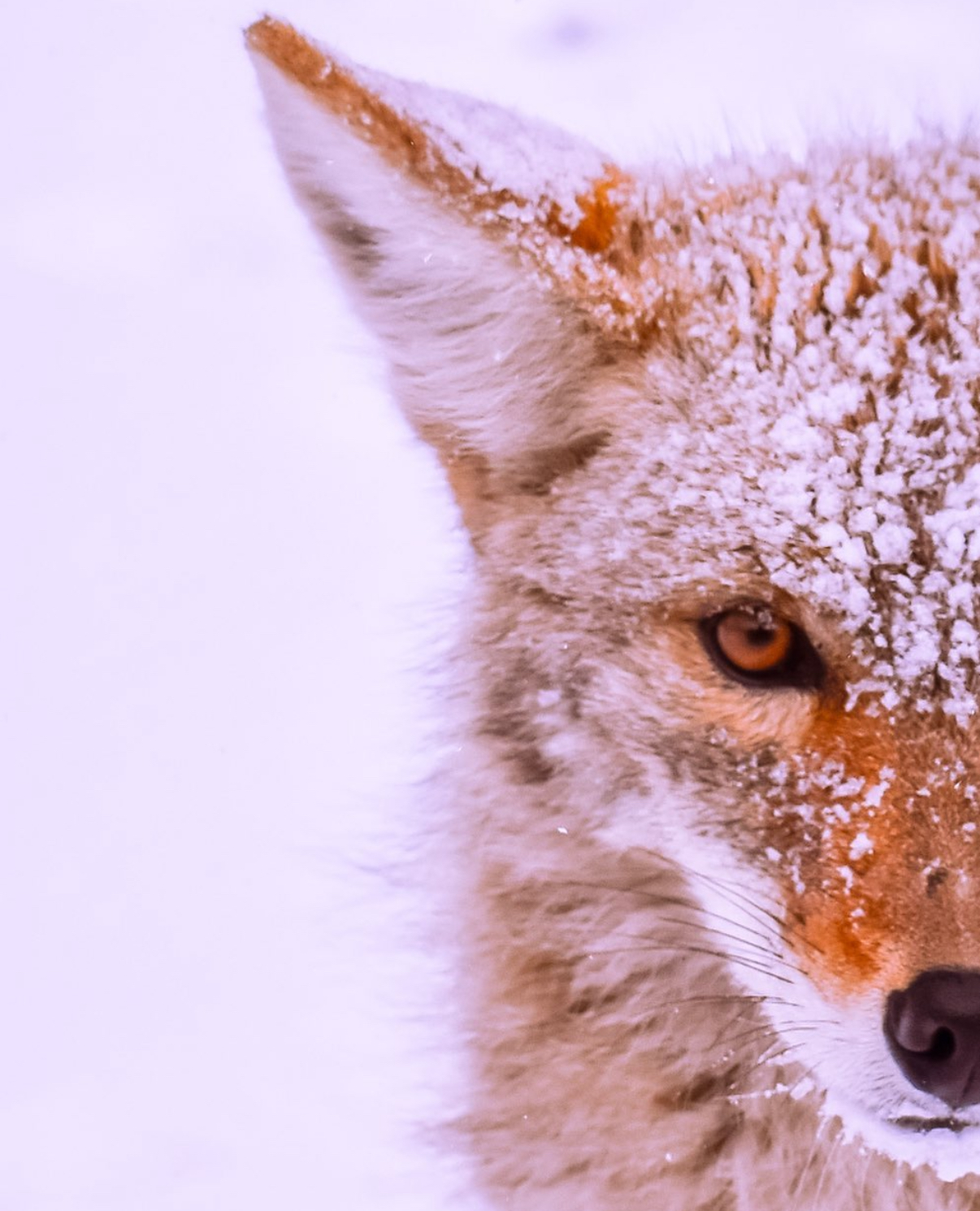 Wild and free