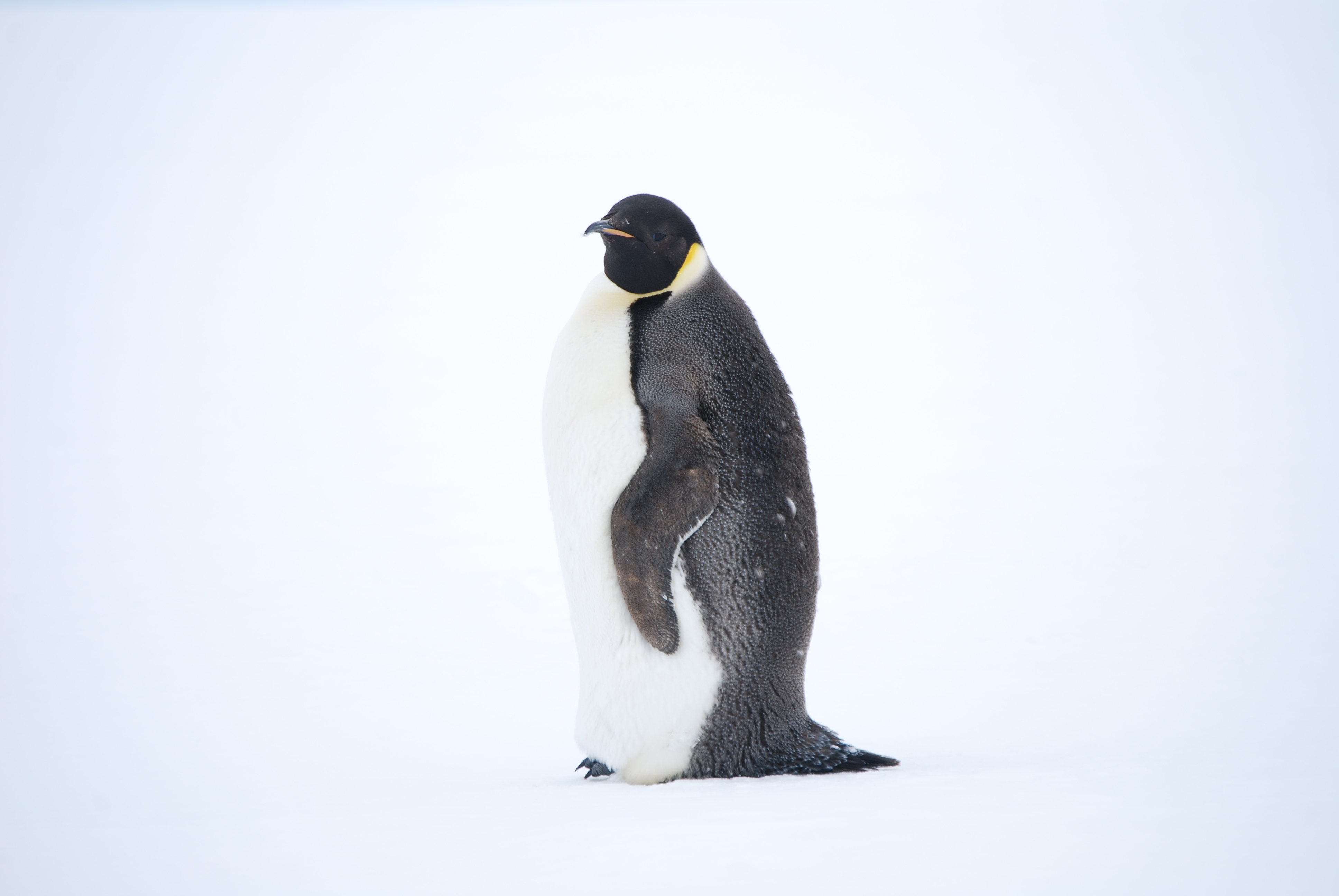 Emperor Of Antarctica