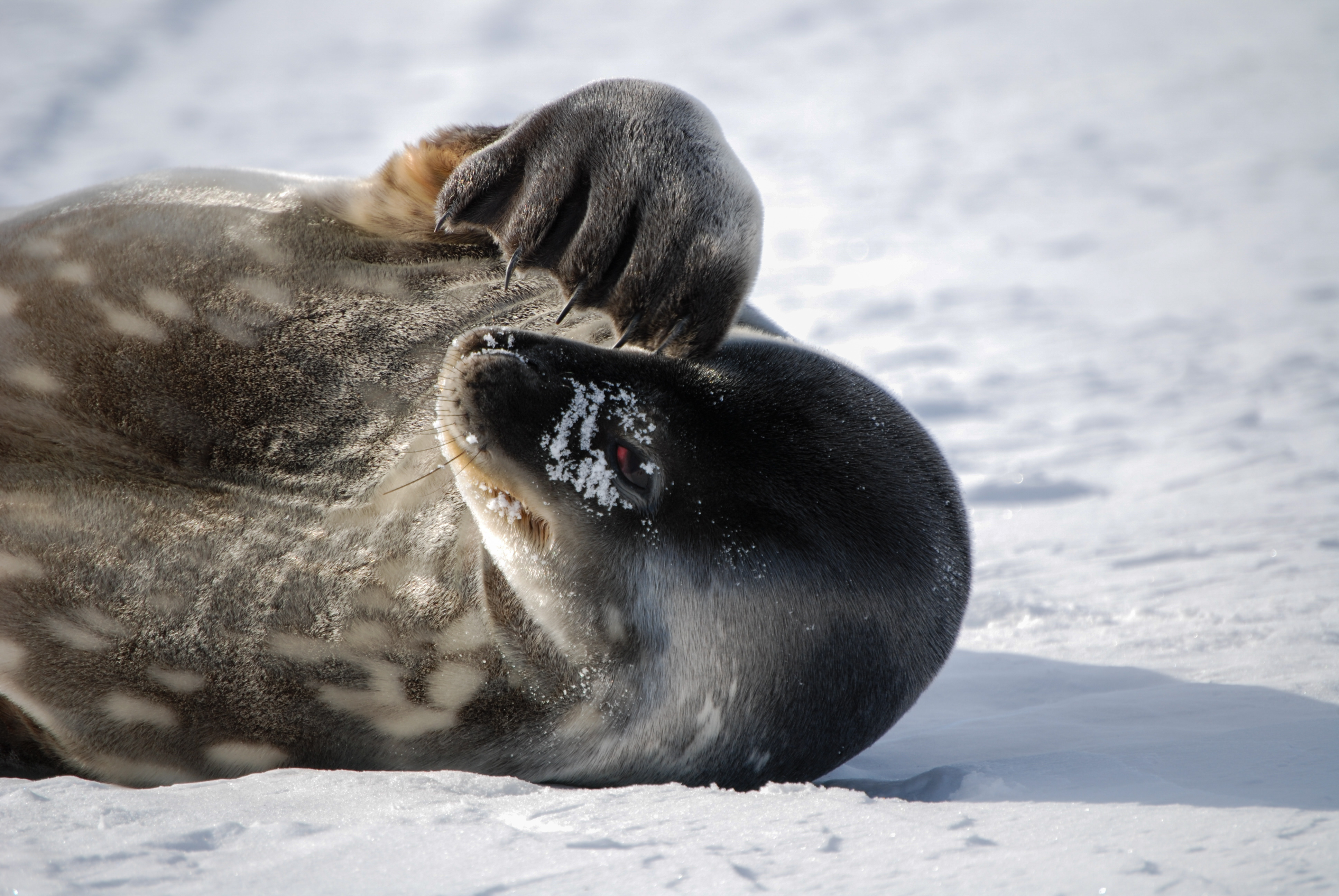 Scratching Seal