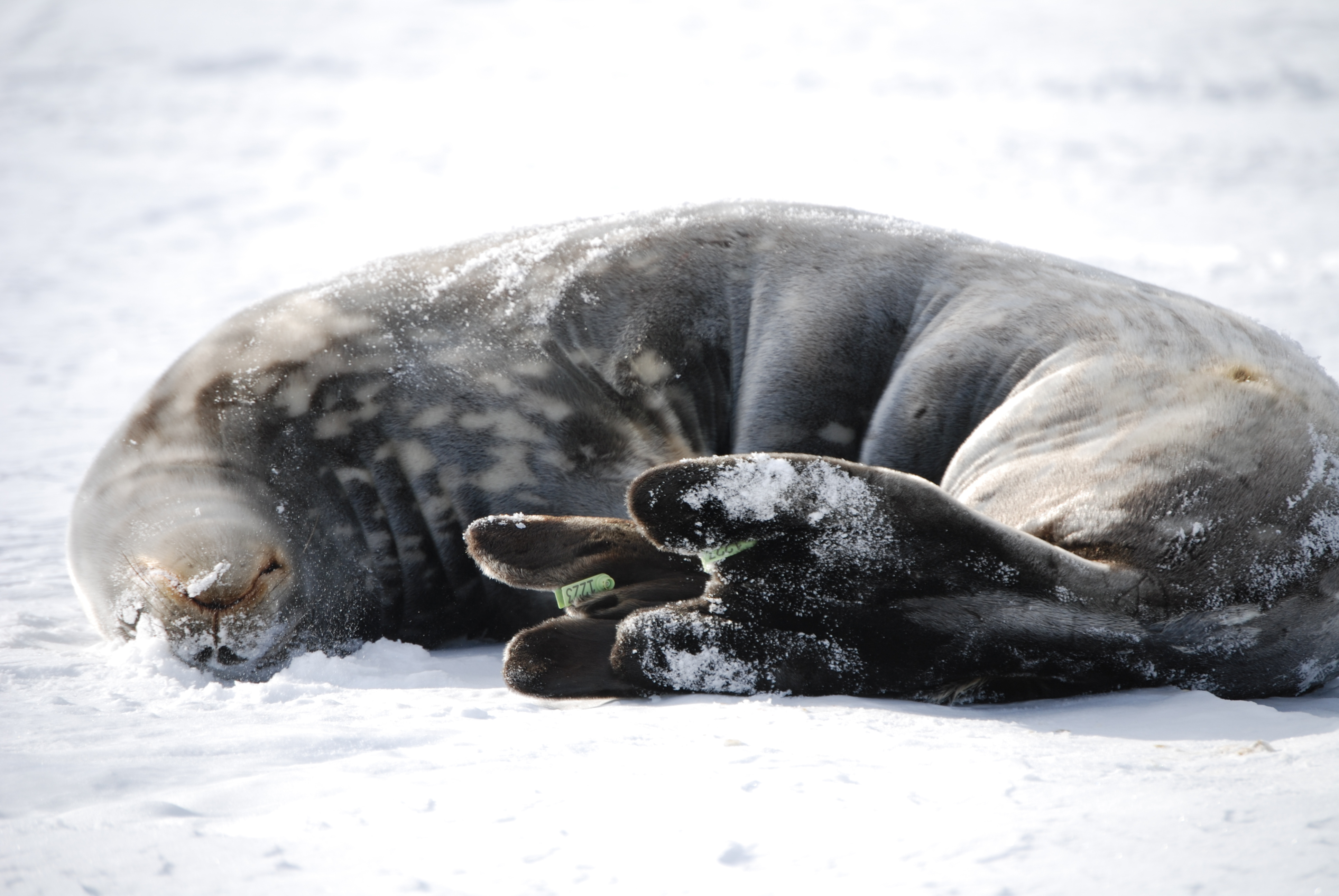 Lounging Weddle Seal