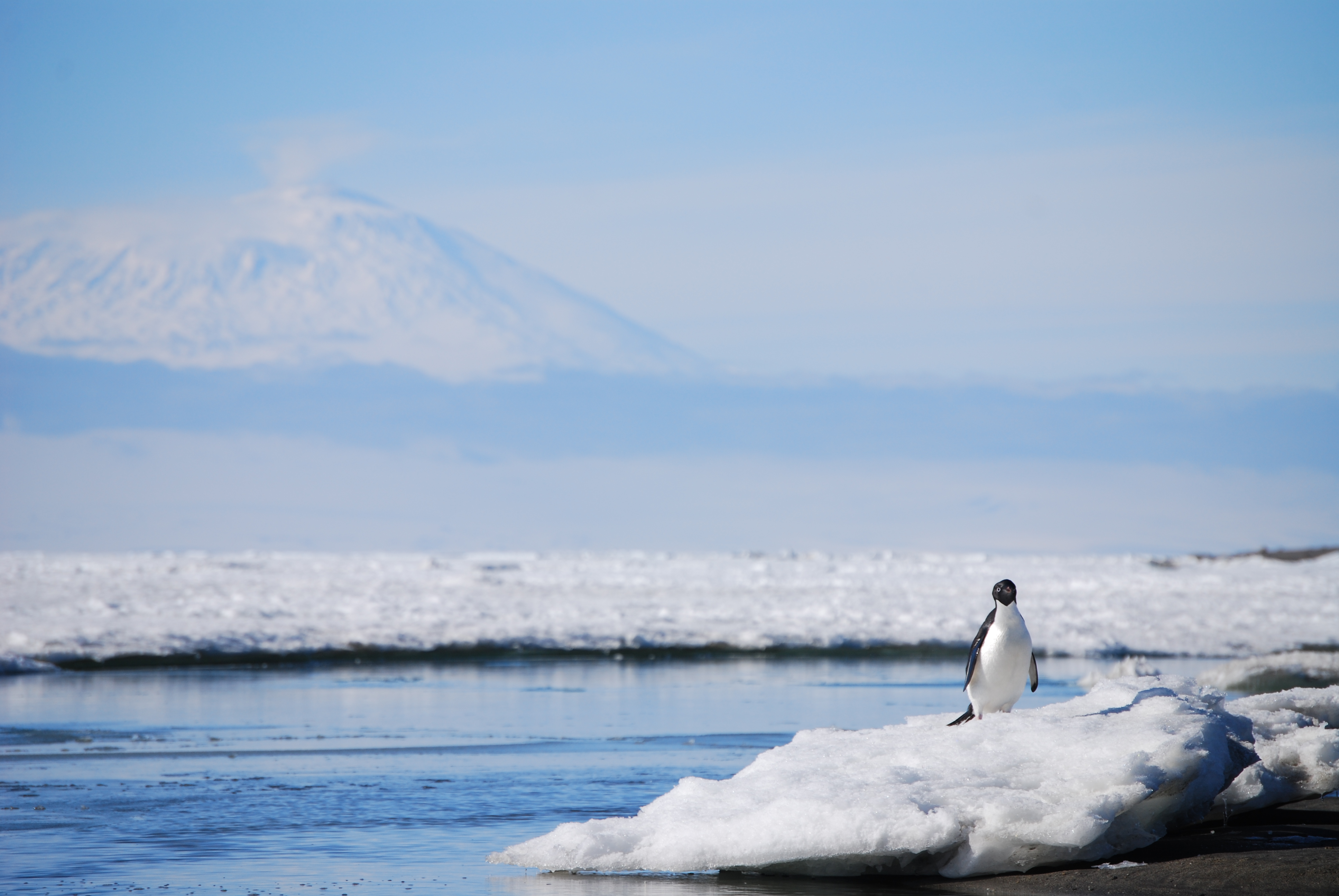 Adelie with a view
