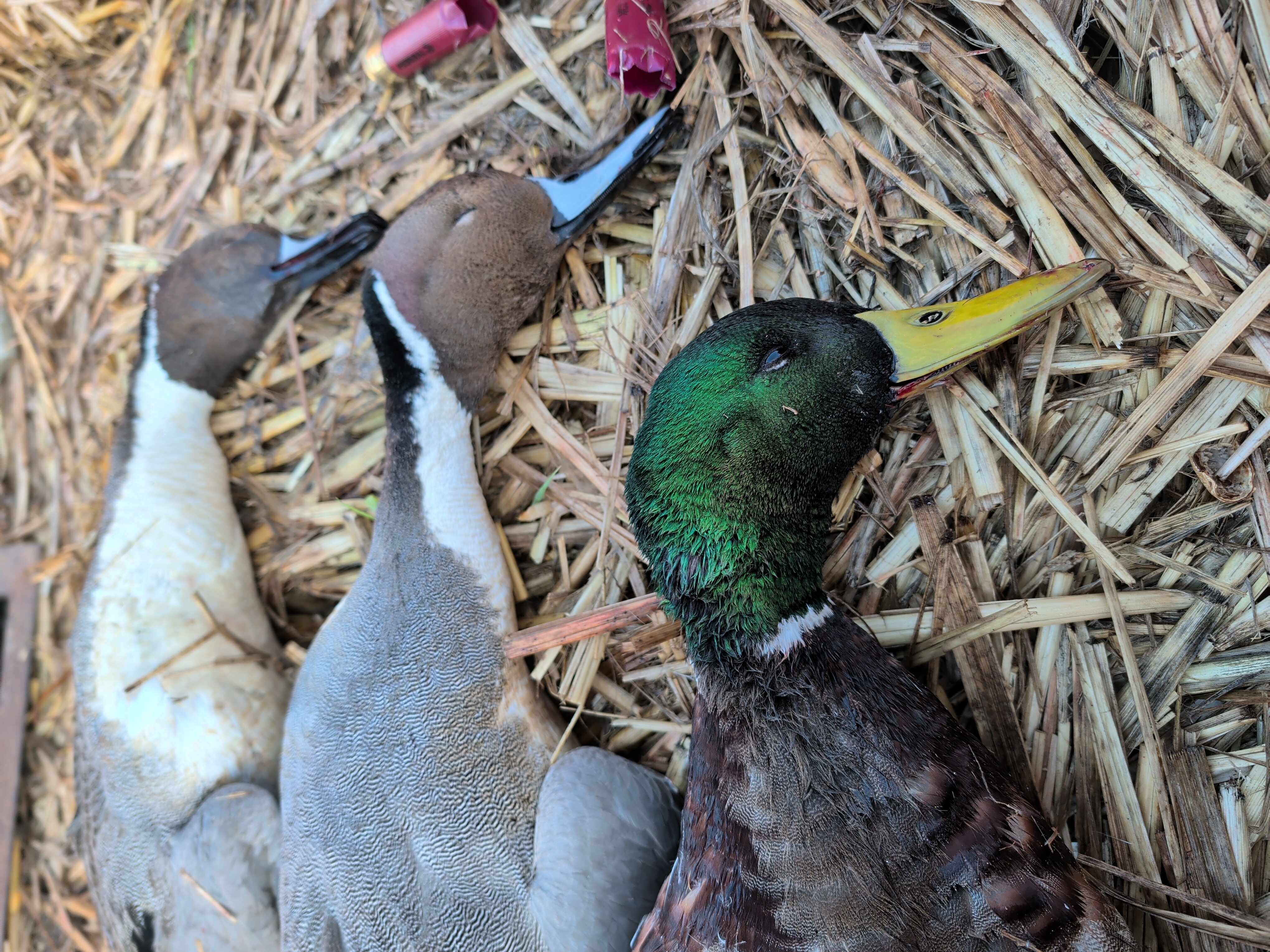 Sleeping ducks