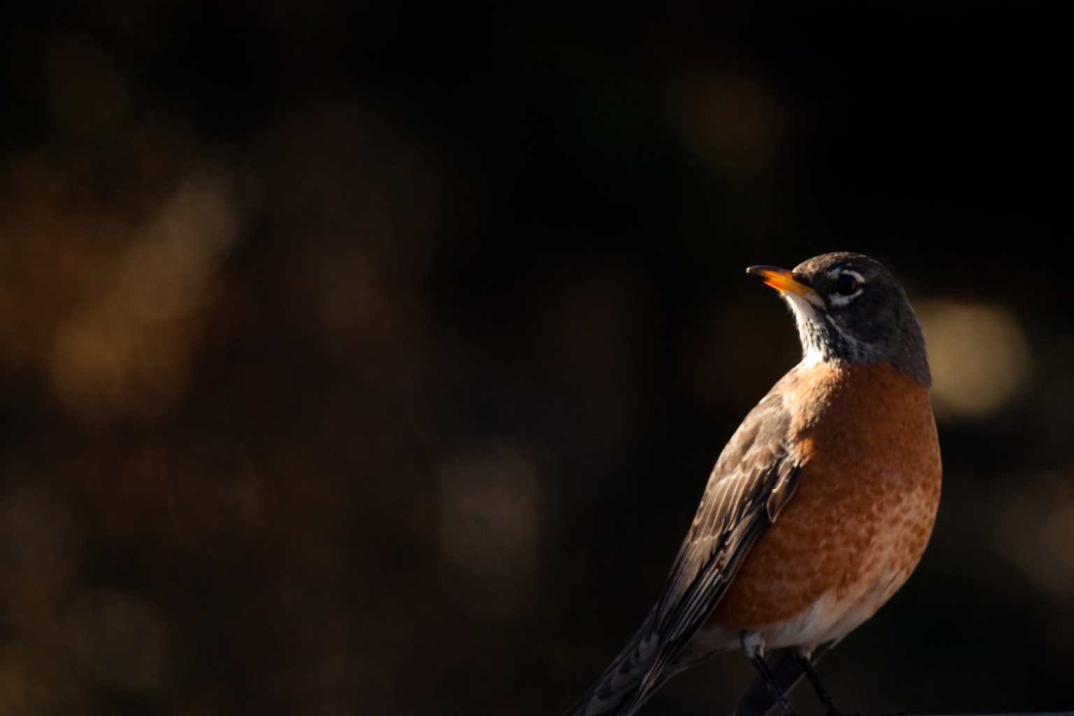Little robin