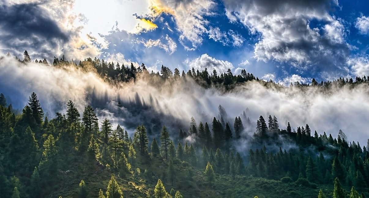 Nature’s blanket