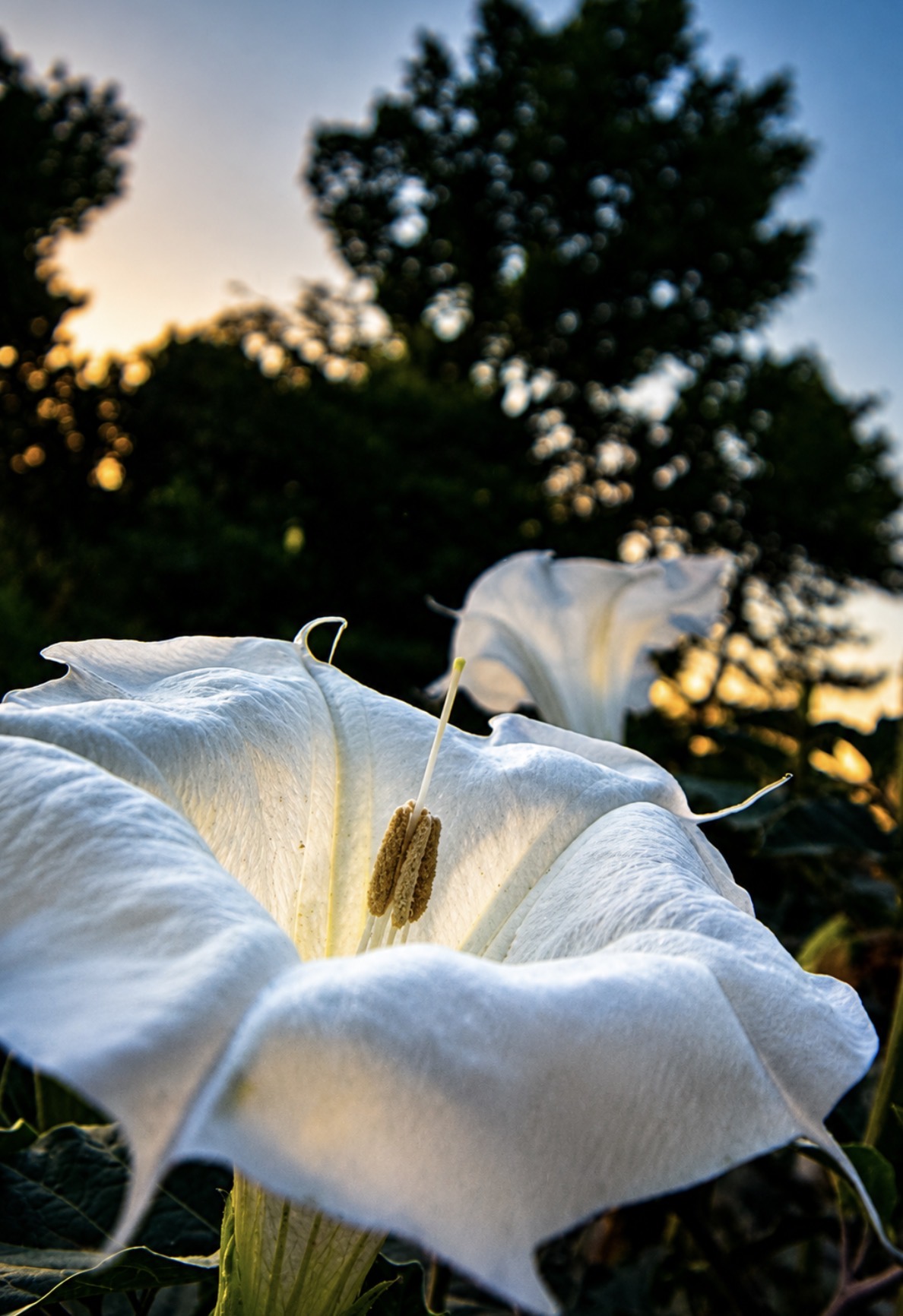 Moon bloom