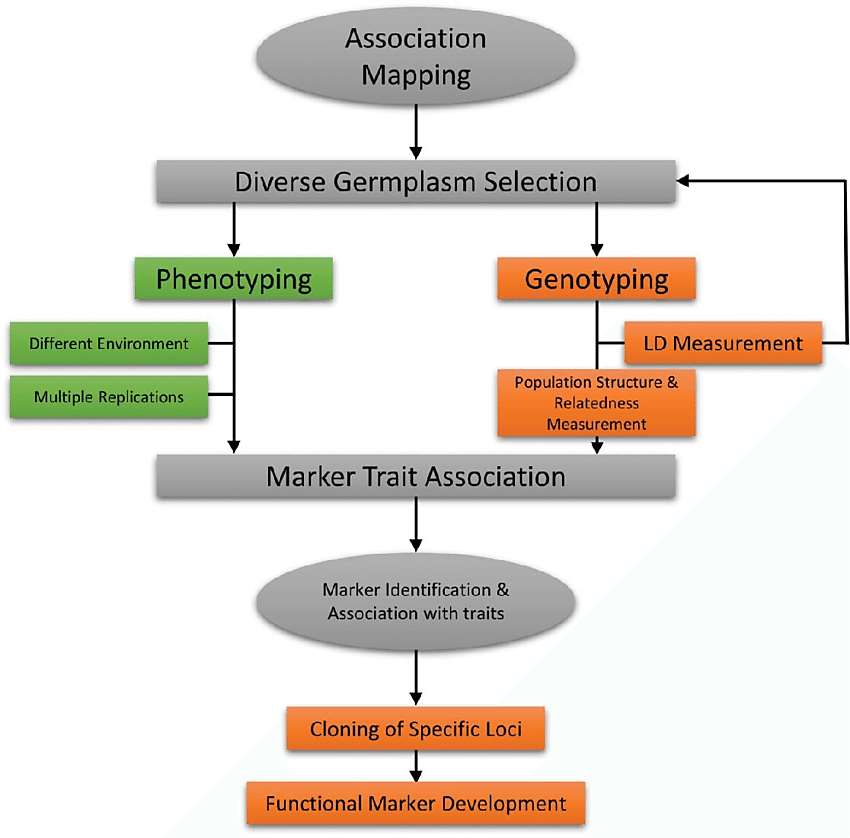 Association Mapping 