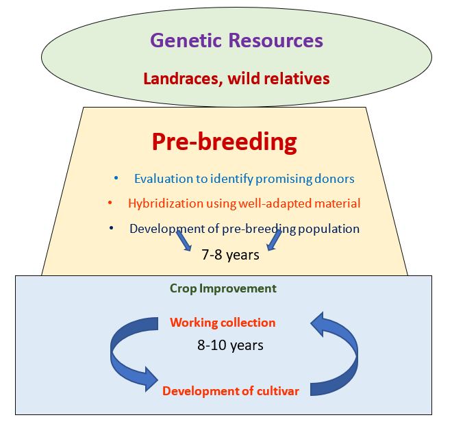   Fig: Pre-breeding as a bridge between genetic resources and crop improvement.