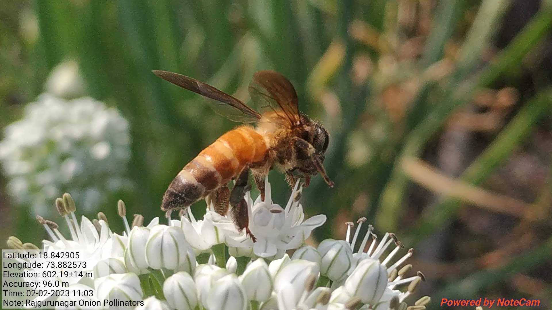 Beekeeping in India
