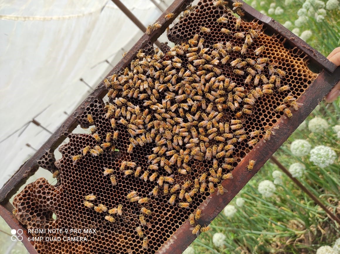 Honey Mission