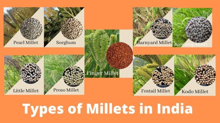 Types of Millets in India