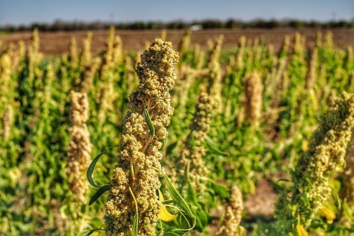 The potential of Quinoa in Jharkhand