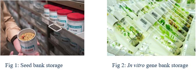 Seed bank storage