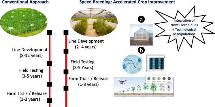 Rapid generation advancement through speed breeding (Source: Wang, 2022)