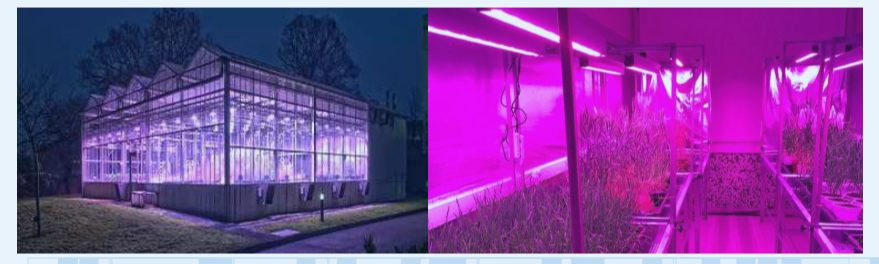 Temperature-controlled glasshouses with supplemental lighting consisting of LEDs. (Source: www.plantekno.com; www.jic.ac.uk) 