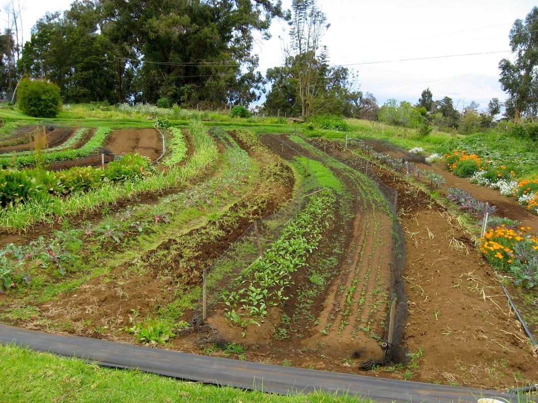 Contour Gardening