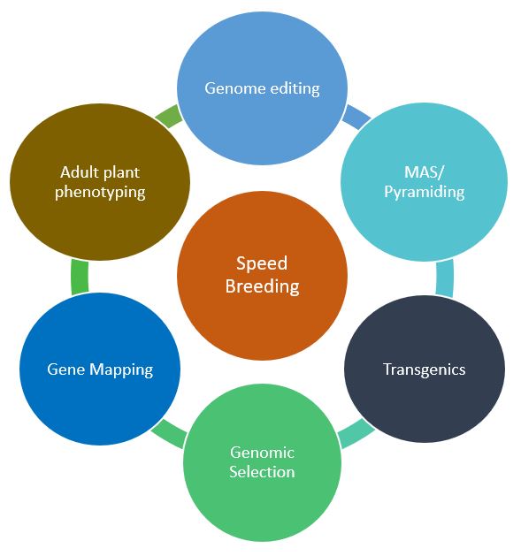 Role of speed breeding in the enhancement of crop plants