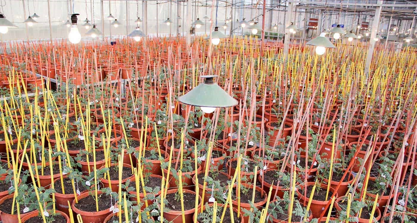 Role of speed breeding in the enhancement of crop plants