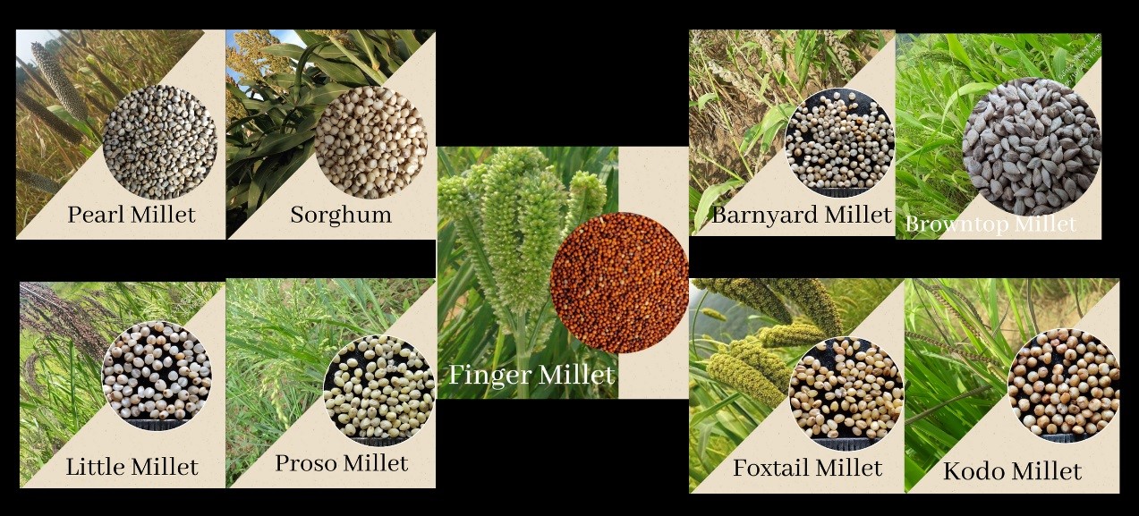 Major Coarse Cereals