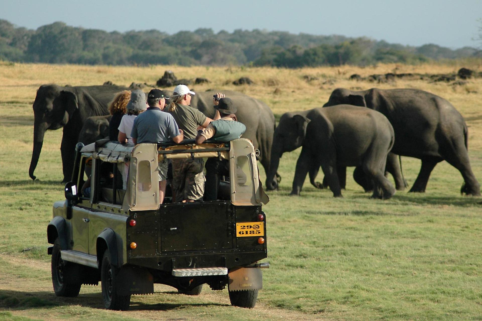Sri Lanka safari wilderness landscape with elephants