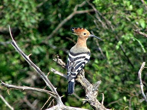 Kaudulla National Park