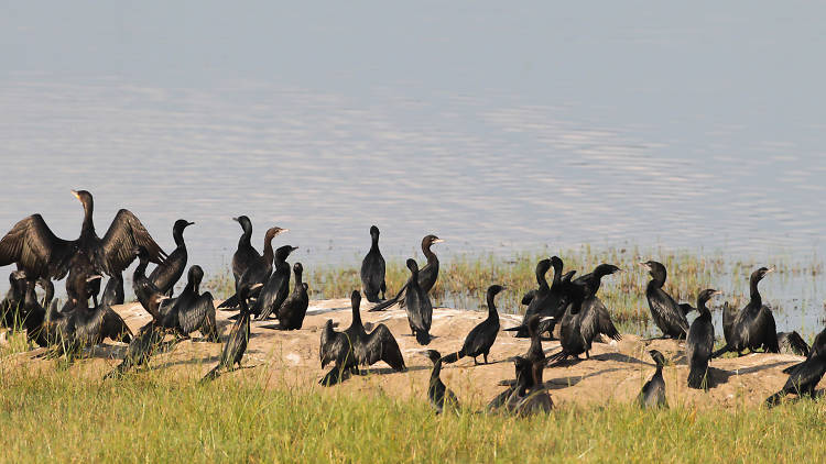 Kaudulla National Park