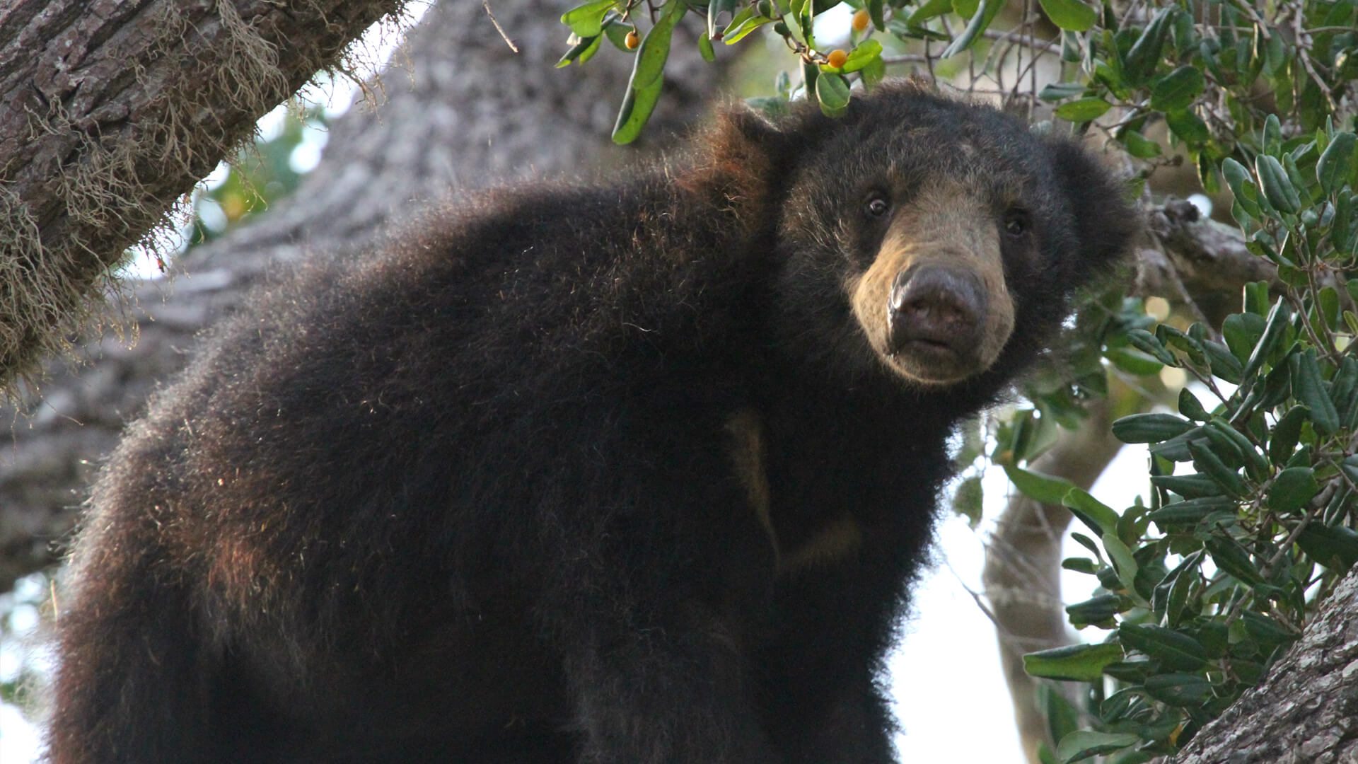 Kaudulla National Park