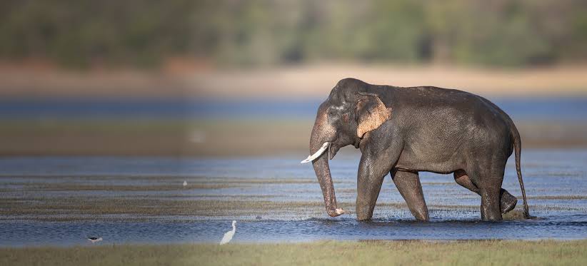Kaudulla National Park – main