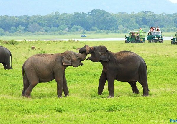 Minneriya National Park