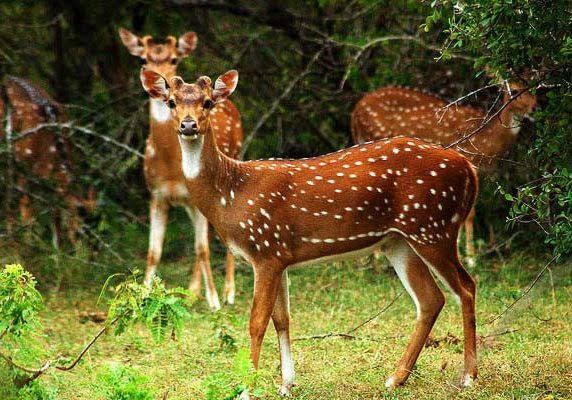 Minneriya National Park