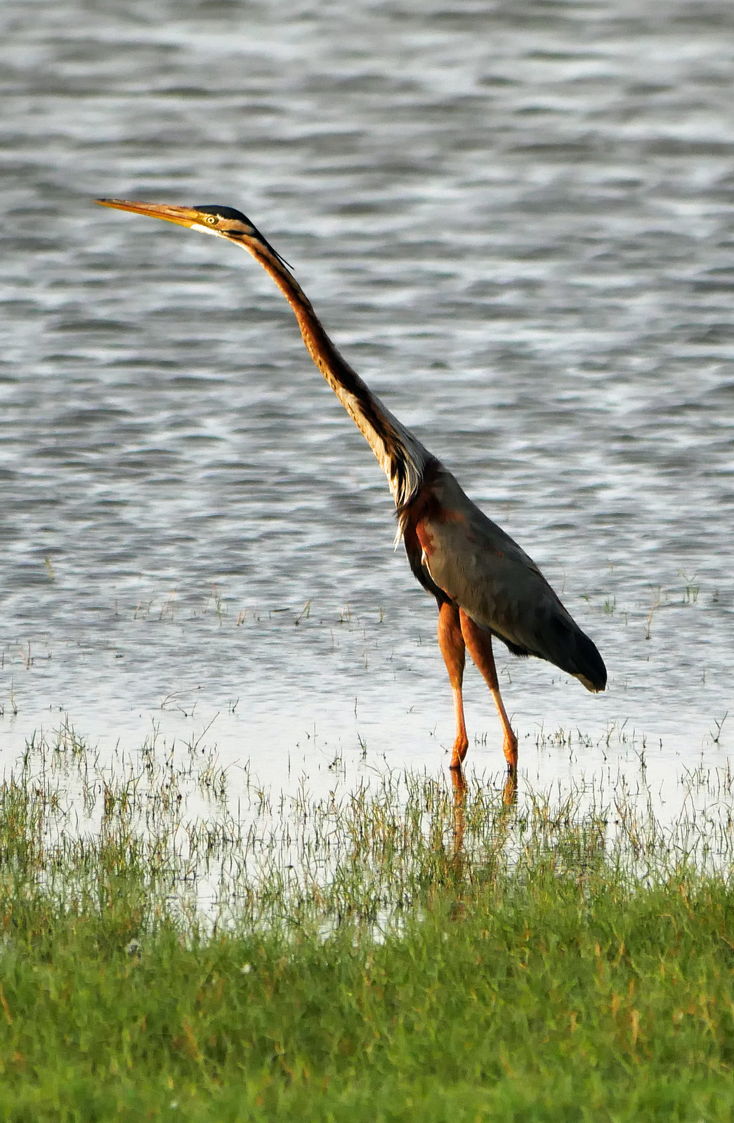 Minneriya National Park