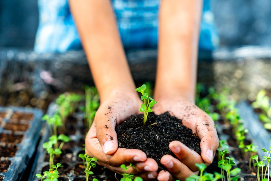 Hands holding a young plant with soil