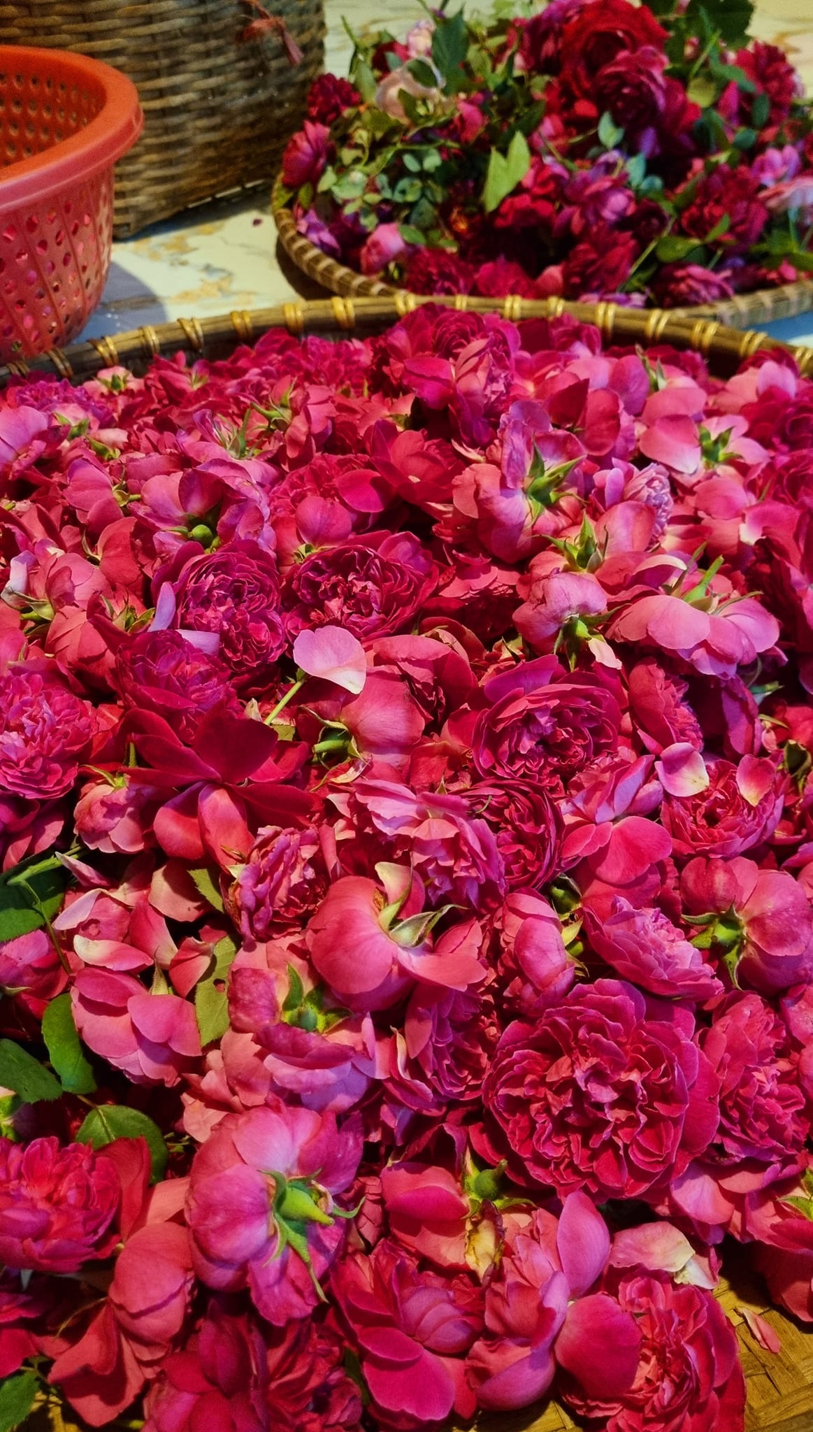 Dầu dưỡng hoa hồng 2