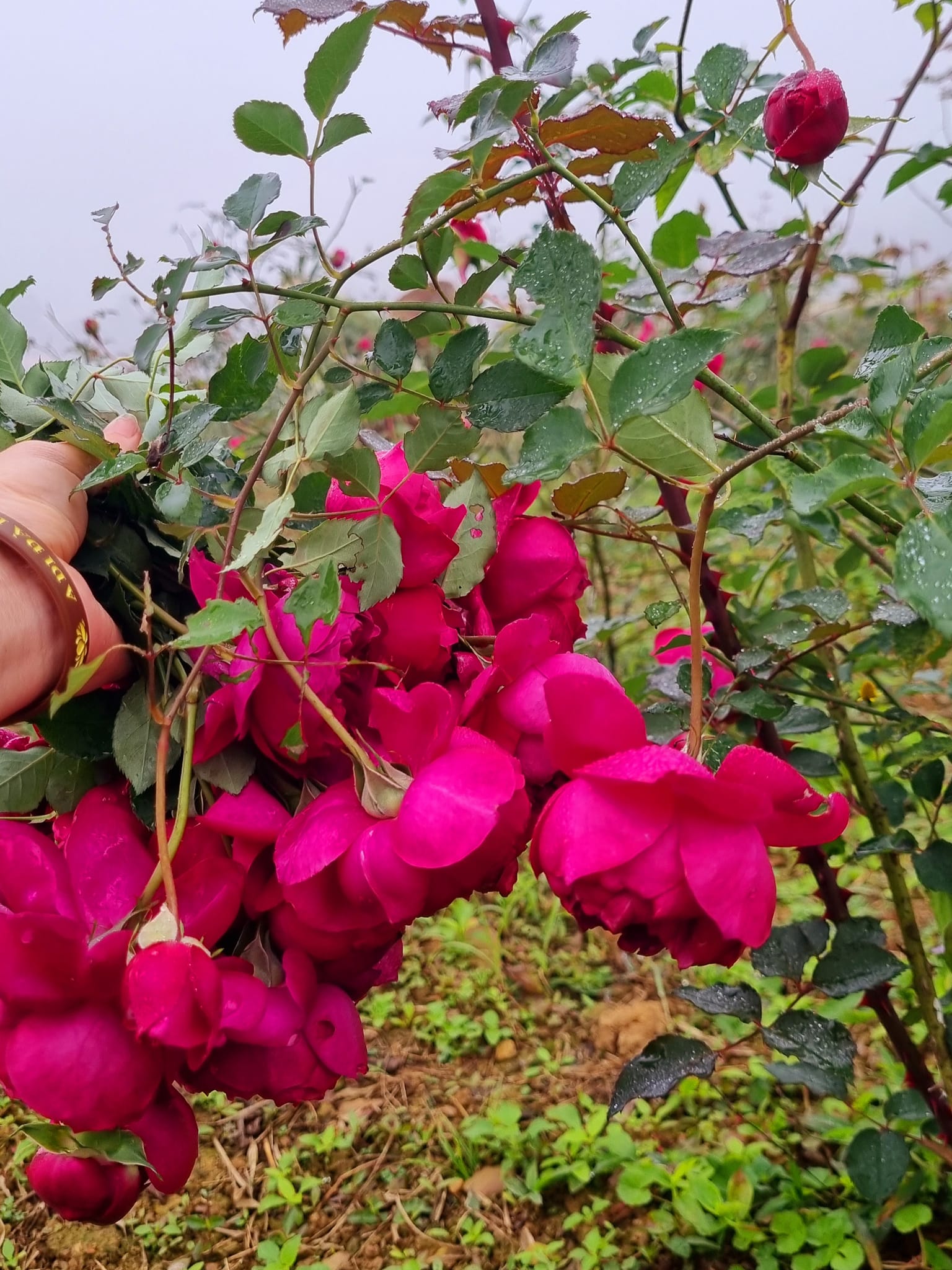 Dầu dưỡng hoa hồng 3