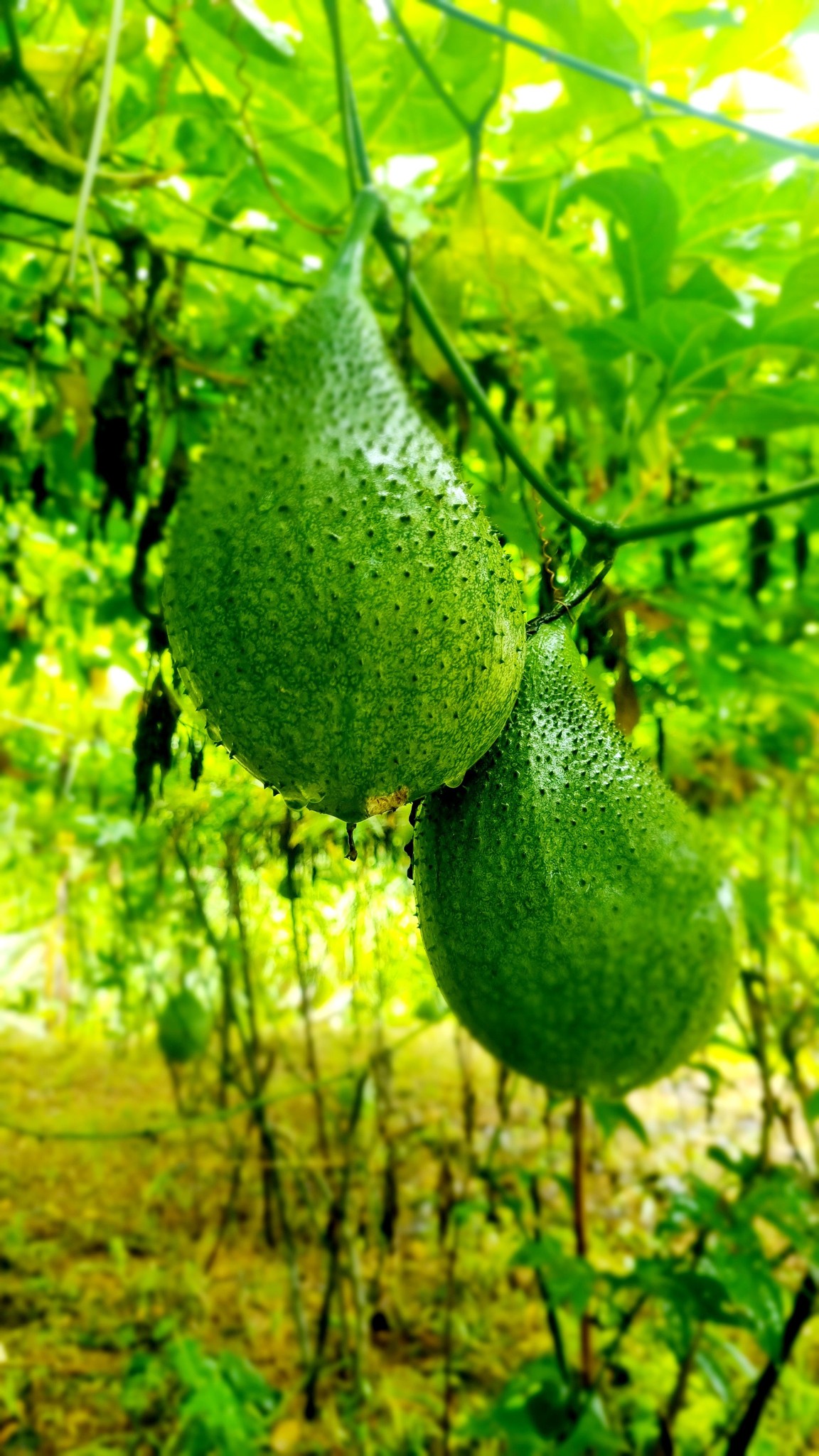Gấc lên men 1