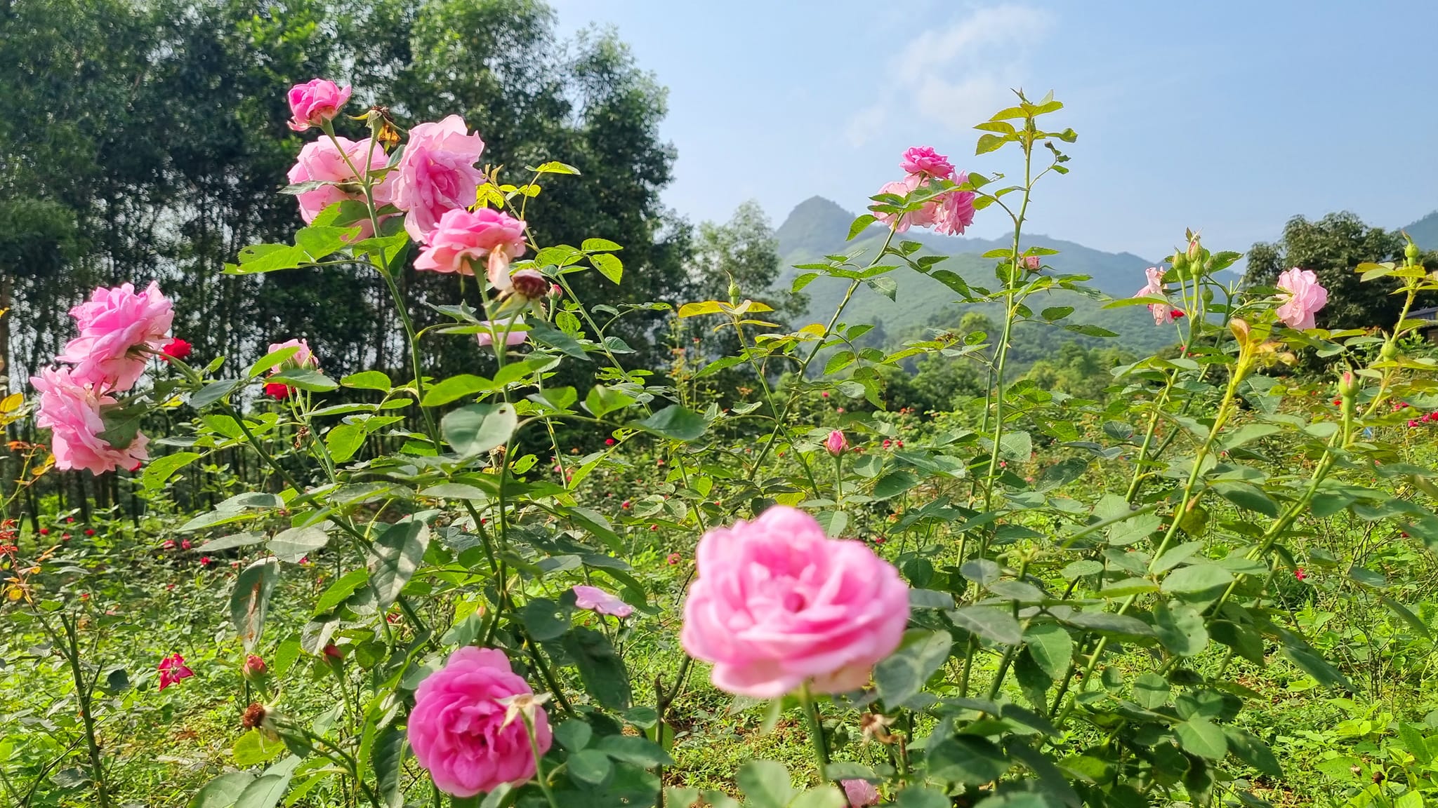 Mặt nạ hoa hồng 2