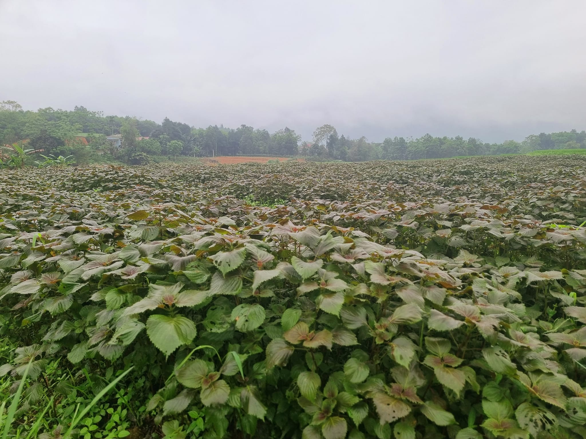 Mặt nạ tía tô 2