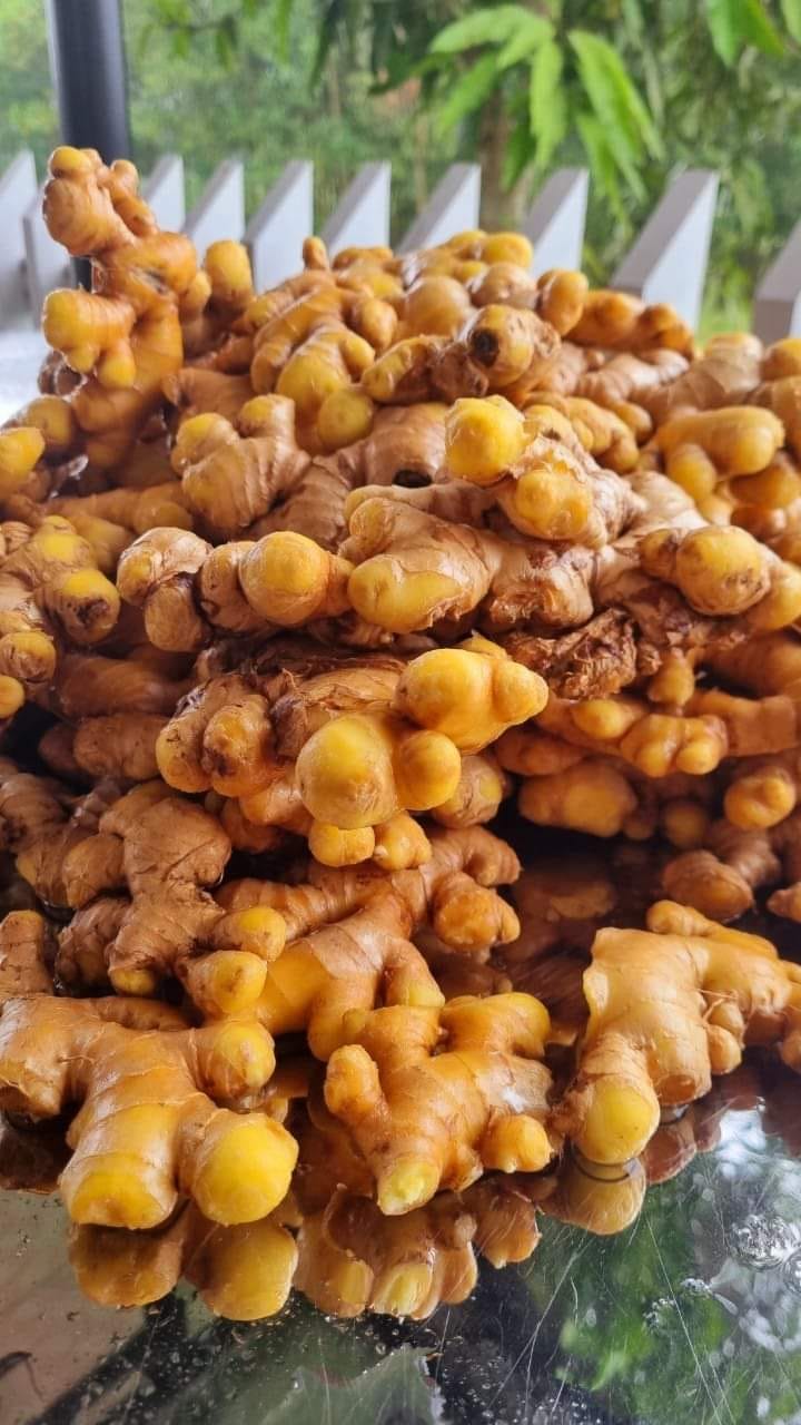 Mật ong lên men Gừng Quất Muối 2